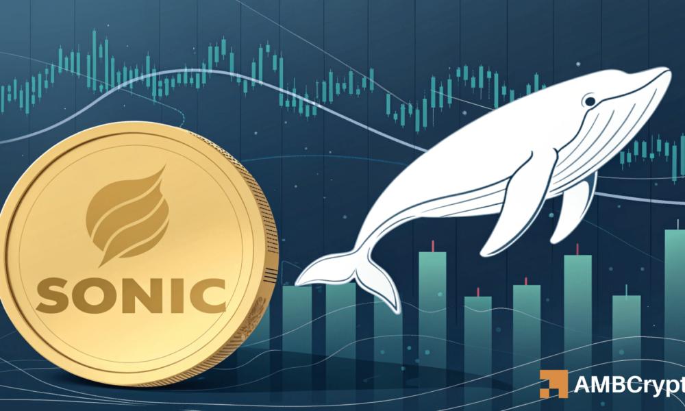 音速鲸鱼的行动——零售投资者需要关注的信号